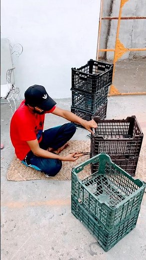 DIY Plastic Box Loft for Breeder Pigeons 🕊️ 😲 #setup #breedersetup #plastic #box #kabootar #shorts