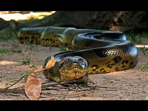La Anaconda Verde, la Reina del Amazonas