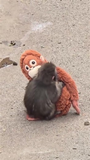 Little Punch Finds Comfort in His Plushie Amidst Noise