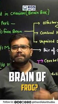 Brain Of Frog 📚 #brainoffrog #frognervoussystem #brainstructure #brainofamphibians #kgsneet