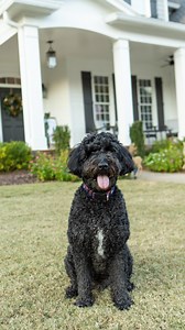 ✨ What began in August has come full circle! ✨ Stroll Windward lands in mailboxes mid-December — and if you live in Windward, get ready to enjoy monthly issues filled with the stories that make our neighborhood shine. 💫 A huge THANK YOU to my 21 amazing business partners for believing in this vision — I couldn’t have done it without you! 💛 Here’s to community, connection, and the start of something special! 🥂 #StrollWindward #CommunityMatters #WindwardLiving | Stroll Windward