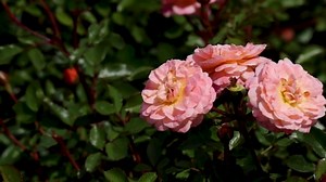 White Drift Rose 1 Gallon