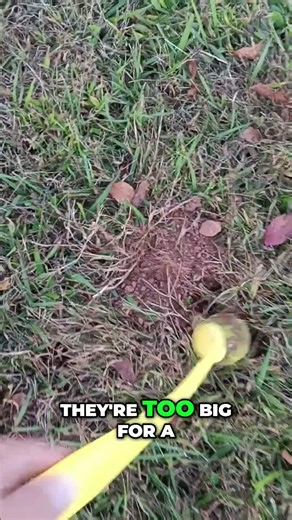 Groundhog ID_ Decoding Those Mysterious Holes!