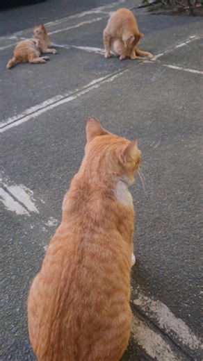 Taking a paws to enjoy the afternoon. 🐾 Found the local Ginger Meeting... looking very productive! 🍊💤 | Feline Fine Paws
