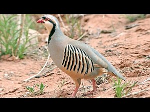 Chukar partridge (Alectoris chukar) | snow | natural environment | feeding | foraging
