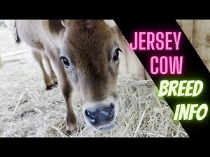 Jersey Cow Breed 101 - The Facts You Shouldn't Miss