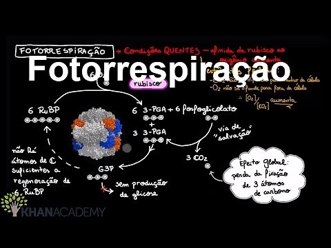 Fotorrespiração | Fotossíntese | Biologia | Khan Academy