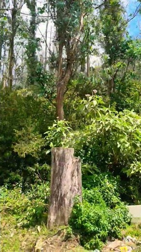 #arrahman #music #bgm #folksong #flute #musicsong #love