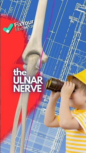 Following The Path Of The Ulnar Nerve