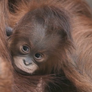 6.3K views · 431 reactions | It's a girl! And she is SO cute. (Credit: Chester Zoo) | Cheshire Live | Facebook