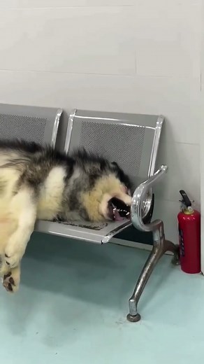 Dog Crying After Owner Scolds Him
