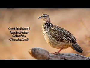 Quail Bird Sound | Relaxing Nature Calls of the Charming Quail