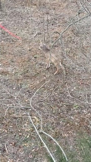 What’s your preferred shot distance for a deer?