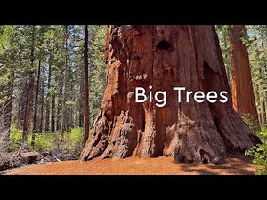 Calaveras Big Trees State Park 4K 60fps POV Walk 🌲 | Giant Sequoias | California Nature Hike