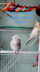 My sister’s cockatiel reaction to “sea shanty”