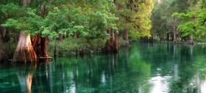 How Bio Filters Work | DoItYourself.com