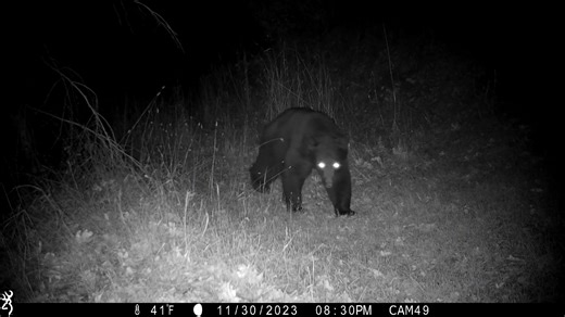 Planning a 'wild' New Year's Eve from the comfort of your couch? We've got you covered with this #WildlifeWednesday New Year's wrap up. Feast your eyes on some clips that never made the final cut – until now. With cameras in most of our 50 regional parks, we get too much great footage to share all of it. So here are a few fun ones to remember 2023 by 🎉! 🎥 from Sonoma Valley Regional Park, Stillwater Cove Regional Park, Calabazas Creek Regional Park and Preserve, Mark West Regional Park and Pre