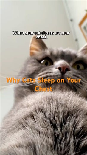 Why Your Cat Sleeps on Your Chest | Science-Based Explanation of Feline Behavior