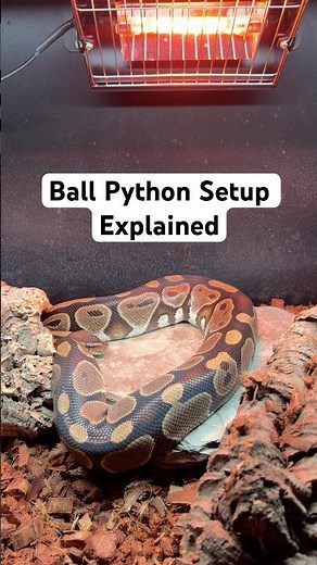 Ball Python Setup Explained