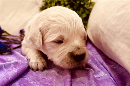 Violet - English Golden Retriever Puppy F0956B