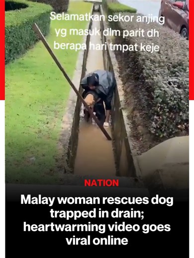 Malay woman rescues dog trapped in drain; heartwarming video goes viral online #latest #vanakkammalaysia #Malaywoman #rescues #dog #trapped #drain #heartwarming #videogoesviralonline #trendingnewsmalaysia​ #malaysiatamilnews​ #fyp​ #vmnews​ #foryoupage
