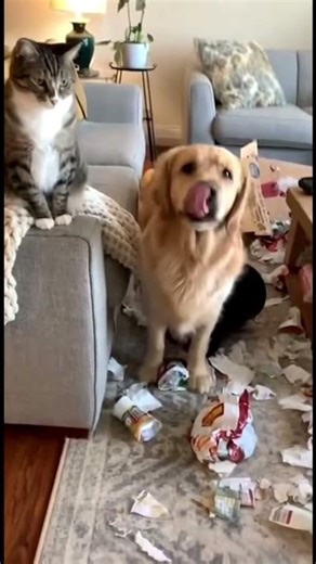 Guilty Golden Retriever Gets BETRAYED By The Cat 😭