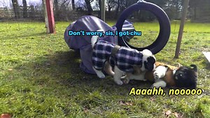 It's not always easy to film a wild litter of puppies  We gathered some funny “bloopers“ of the landseer puppies from the video we posted last week  | Siccaro | Facebook