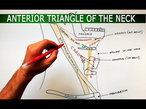 The Anterior Triangle of the Neck - Boundaries ❌ Subdivisions | Anatomy Tutorial