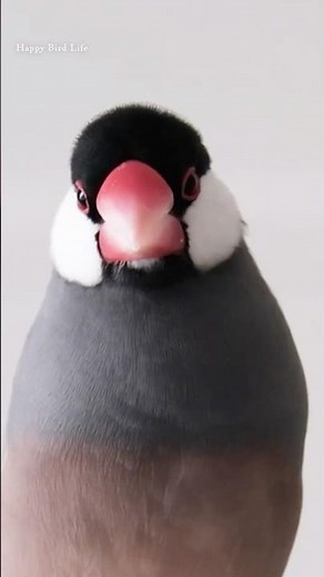 歌いまくる少年文鳥ひかる&こっこ君【文鳥７羽】【Bird Life】【Relaxing】Chirping・Singing