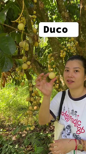 Duco Lanzones - Harvesting Tips, Planting Guide, and Varieties