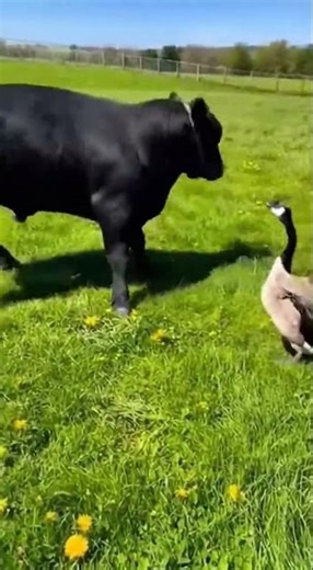 Canada Goose Somehow Chases Off a Cow! You Won’t Believe This!