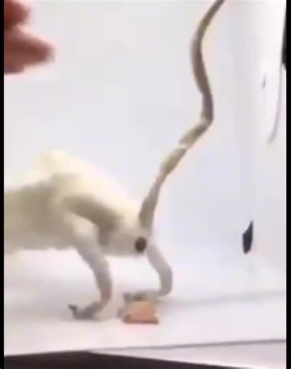 Understanding Rat Anatomy Through Cutting Techniques