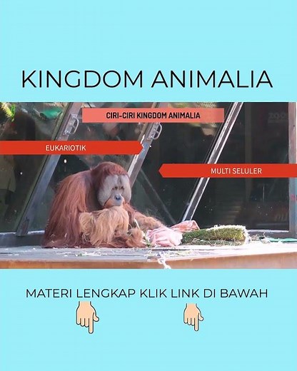 CHARACTERISTICS OF THE KINGDOM ANIMALIA