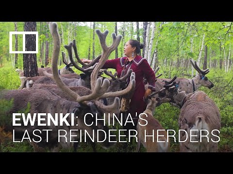 The last reindeer herders: China’s ethnic minority Ewenki keep a centuries-old tradition alive
