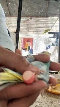 Why Birds Lay Eggs (and Other Weird Reproductive Strategies)#birds