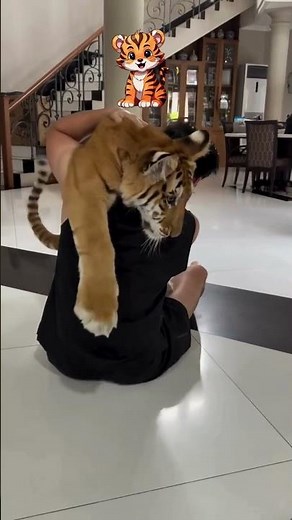 Unbelievable Bond: Tiger and Human Share Pure Love! 🐯❤️
