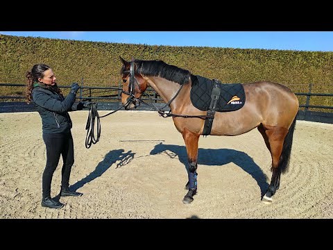 How to Use Elastic Reins Ep. 9: Taming a Foal - Laura Lorenzetti