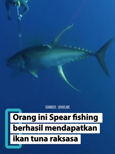 Spear fishing ikan tuna raksasa . . . #spearfishing #ikantuna #nembakikan