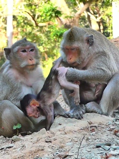 n 1Update newborn of Amber Mom of Group in wild ! 004