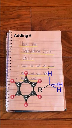 How Methylation Works