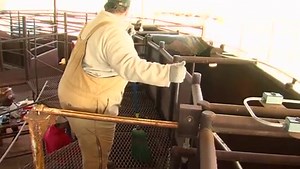 72K views · 1.9K reactions | Here’s a look at the annual bison check-up at Caprock Canyons State Park, happening today. Staffers give bison a health check, vaccinate them, check cows for pregnancies and pull samples from new calves for DNA to document the herd lineage. Watch in HD! | Texas Parks and Wildlife | Facebook