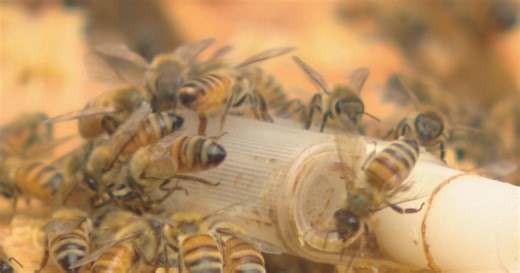How a state law benefits bees and beekeepers