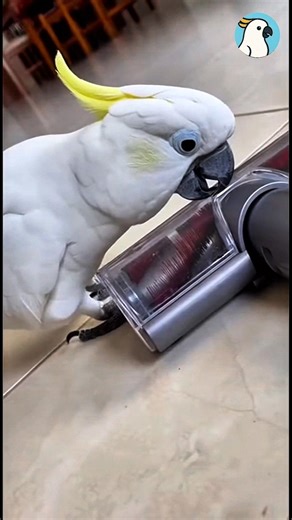 Cockatoo vs scary vacuum! 🦜❓😂