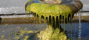 Algae Control in Ponds | DoItYourself.com