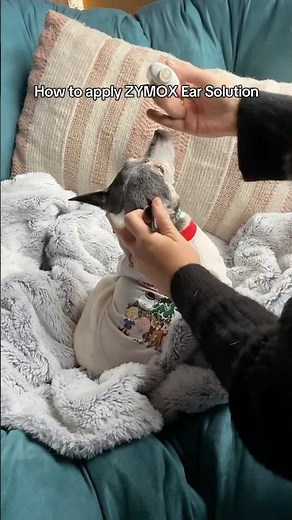 How to apply ZYMOX Ear Solution 🎄