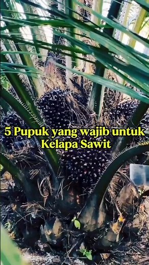 5 Jenis Pupuk Yang Wajib Kelapa Sawit #pupuk #pupukorganik #pertanian #ureafertilizer #npk #urea