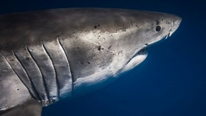 How Do Sharks Breathe? Shark Respiration Explained In 4 Steps – sharksinfo.com