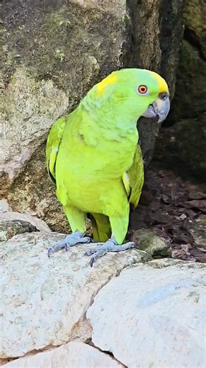 Yellow naped Amazon parrot Xcaret Playa del Carmen Mexico tropical Caribbean jungle park bird life