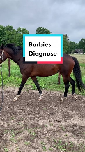 Ich kann Euch gerne noch detailliert darüber erzählen, wenn ihr möchtet. Insta: barbarella_s_ #equestrian #pferdkrank #pferdeklinik #pferdlahmt #dressurpferd #pferdevideo