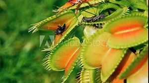 Video captures of the Venus flytrap in close-up macro, isolated with copy space. Venus flytrap eats a fly